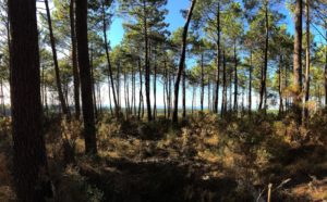 Forêt du Pyla