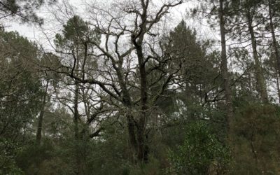 La forêt du Vieux Pilat