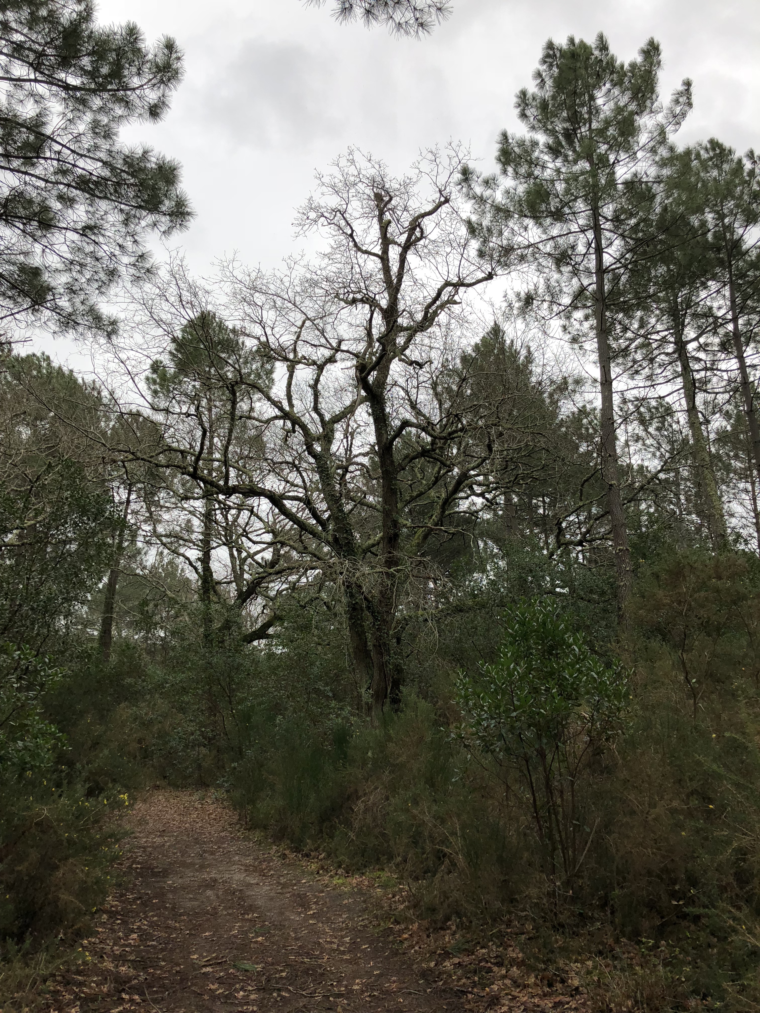 La forêt du Vieux Pilat