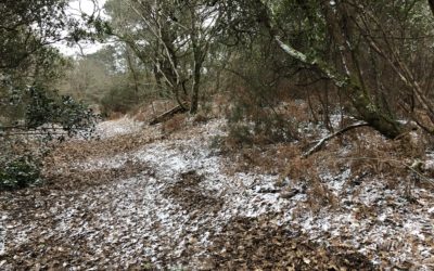 La forêt du Vieux Pyla reste en 2AU