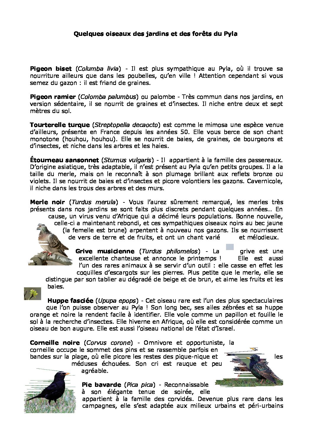 Oiseaux des jardins et des forêts du Pyla